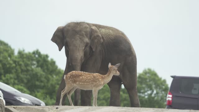 Seeing the deer on the road, the elephant is worried