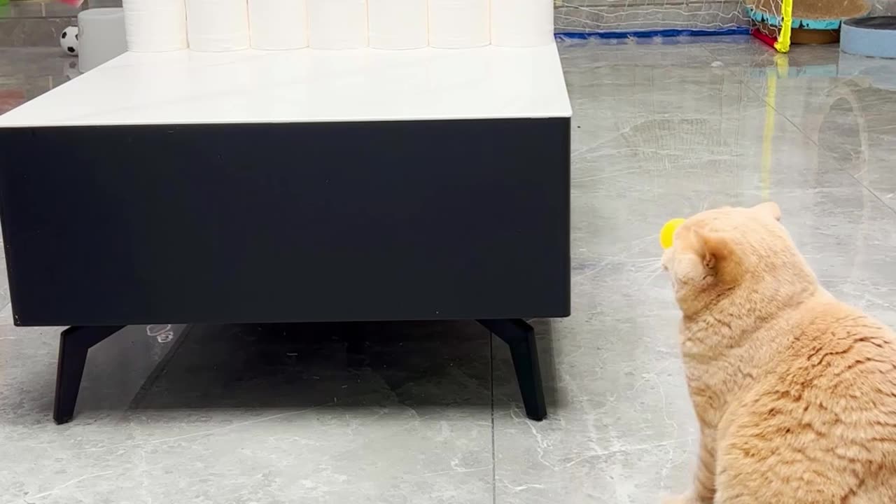 Adventurous Cat Playing Table Tennis