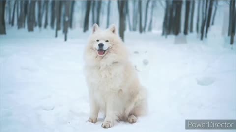 White dog in snow