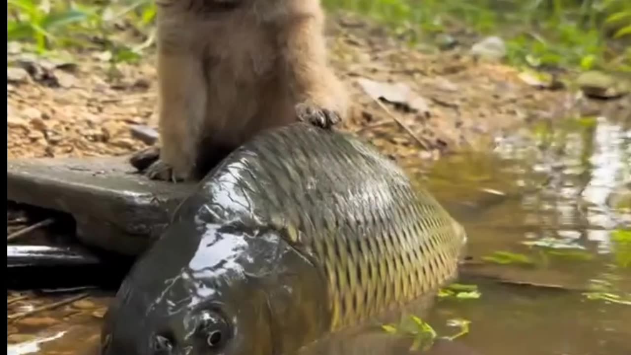 cute puppy funny with fish🤣🤣🤣🤣🤣