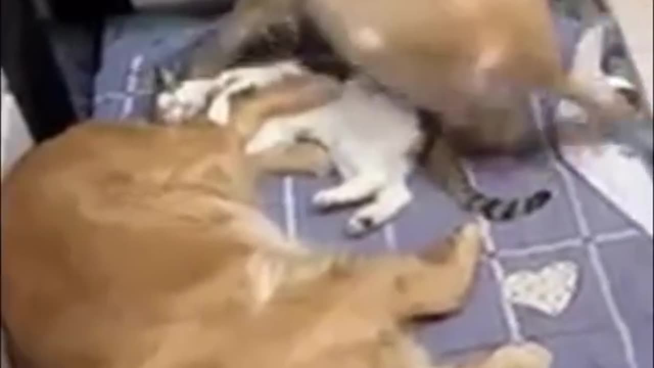 Ultimate Funny CATS! 😻 Try Not to Laugh