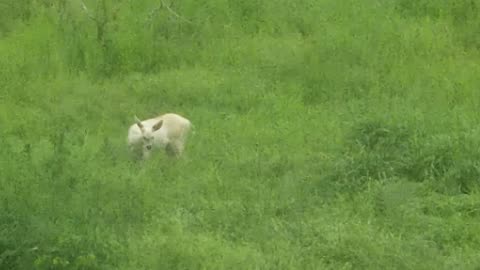 White deer on Blueberry hill, Whidbey Island