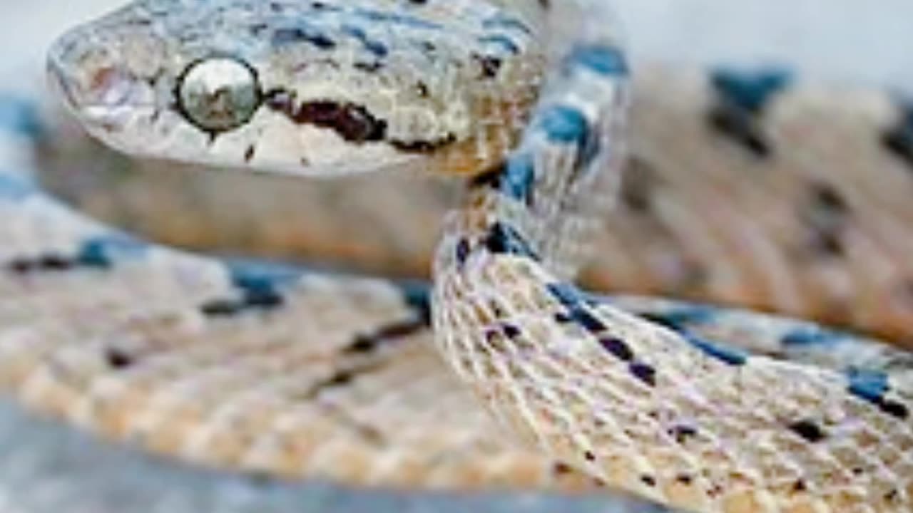 Different types snakes in world of snakes