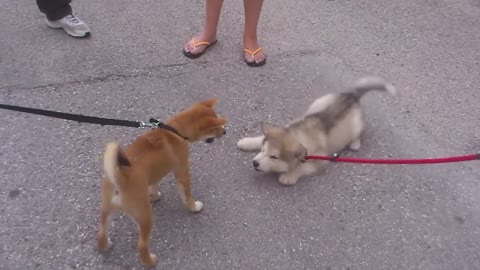 Alaskan malamute vs shiba inulovely