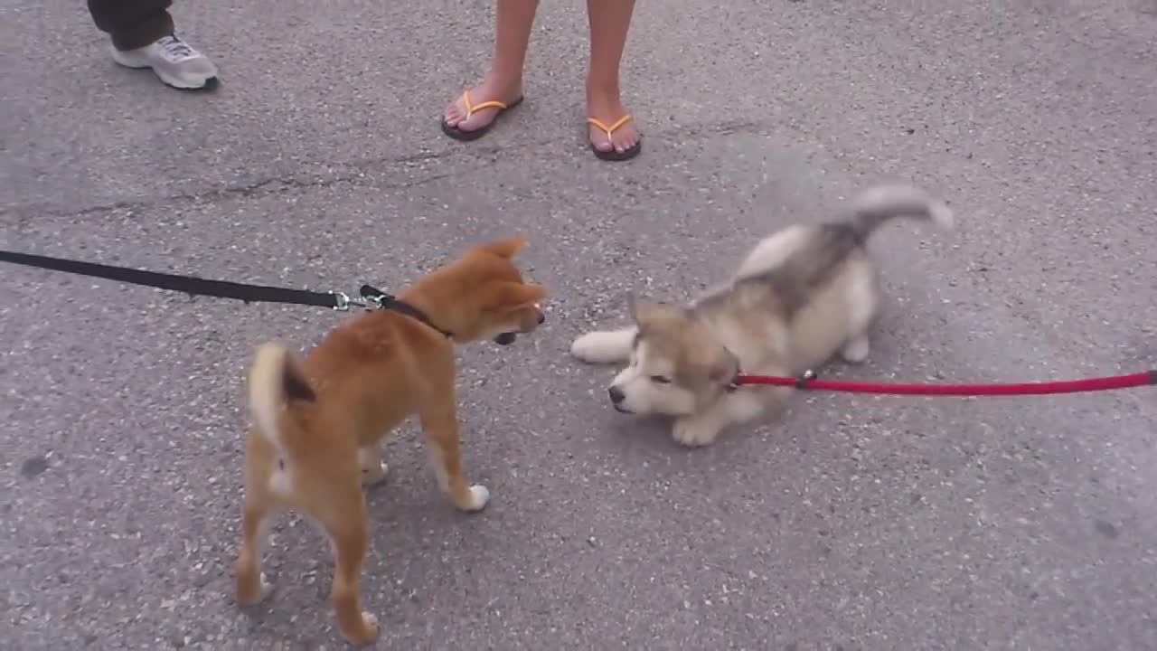 Alaskan malamute vs shiba inulovely