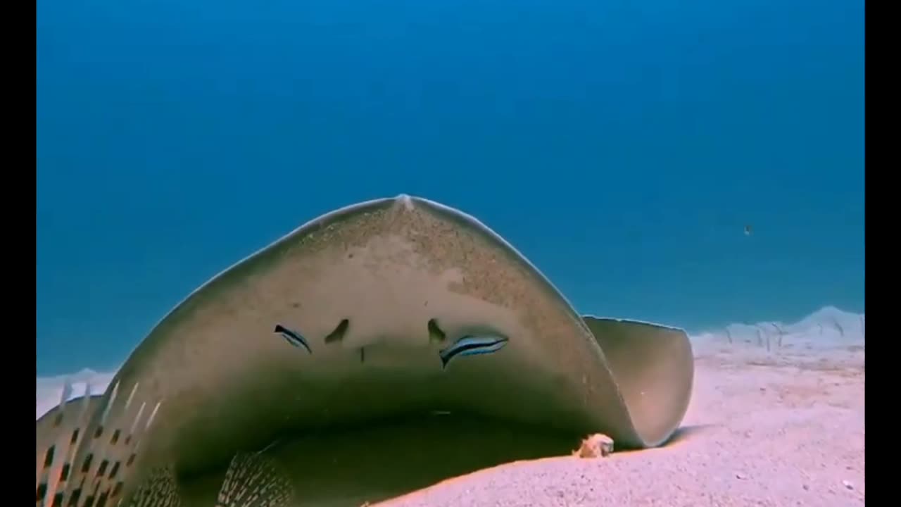 Stunning WhipTailed Stingray