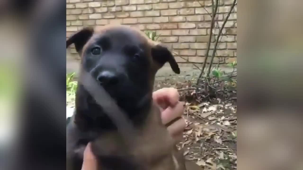 Adorable and Funny dog compilation