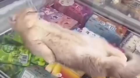 Funny cat