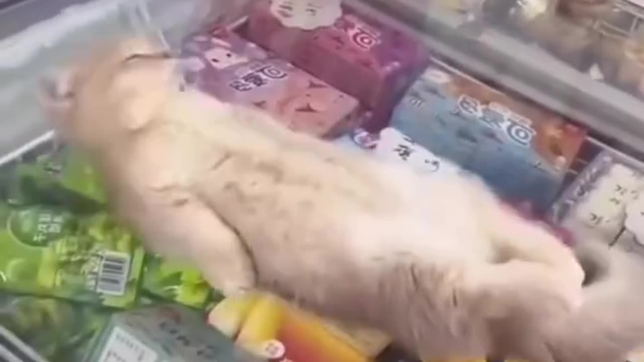 Funny cat