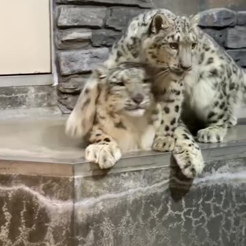 I’m frisky give me some attention 🤣🤣