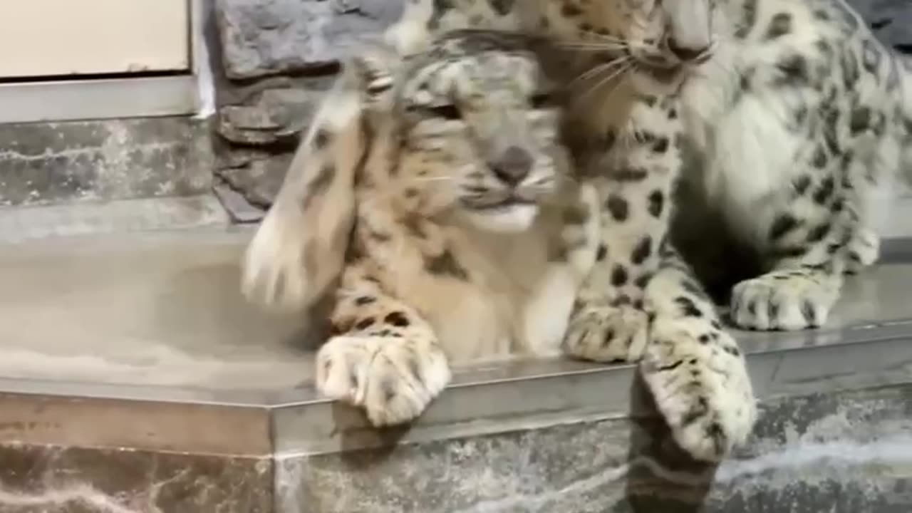 I’m frisky give me some attention 🤣🤣