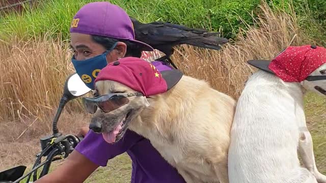 Pack of Cool Pets Ride Moped