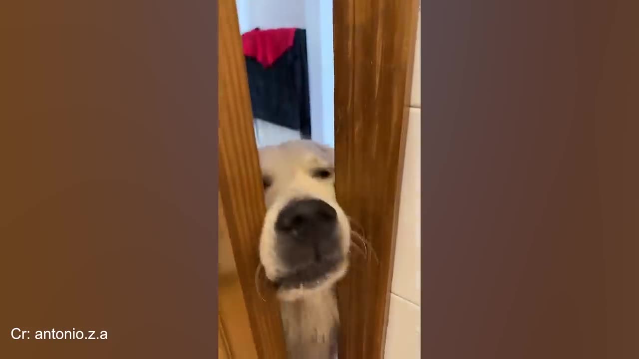 Funny Golden Retrievers That’ll Make Your Day