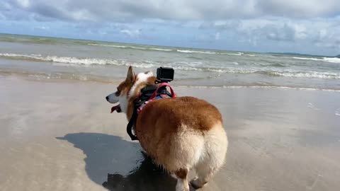 Small short legged dogs also like the sea