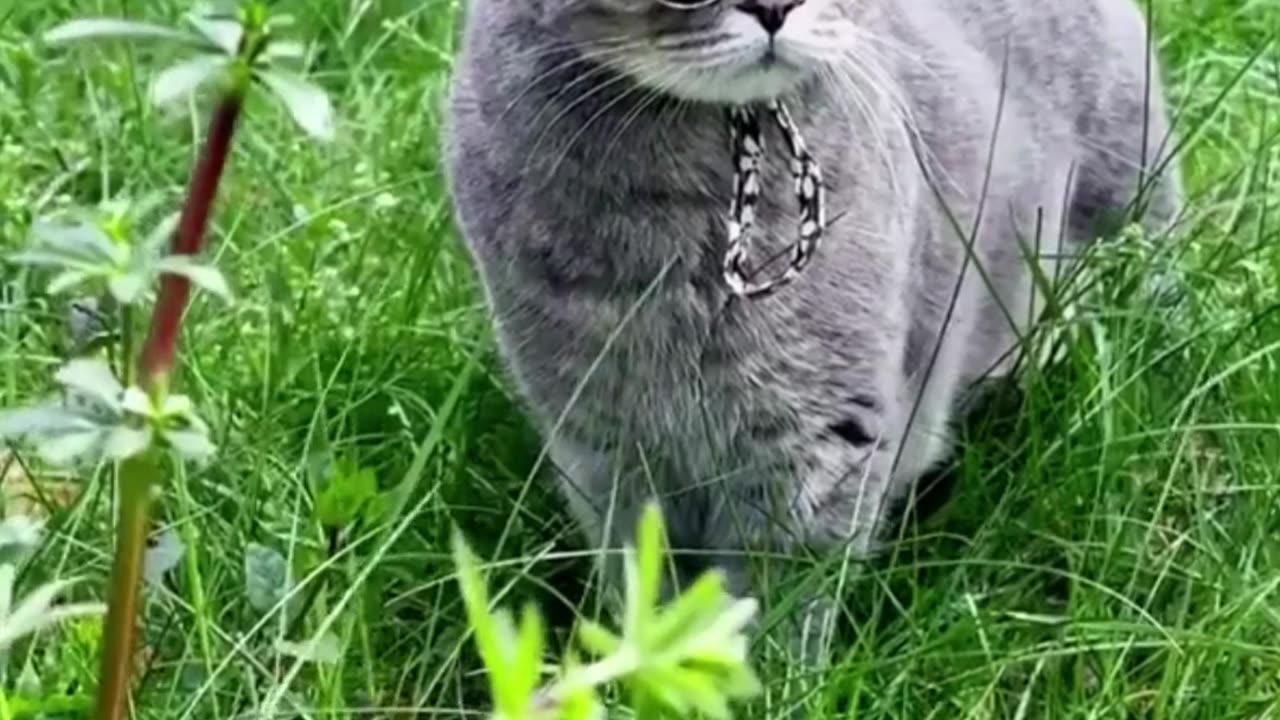 cute animals reels😍😋 #cuteanimals #funnycats #funnyreels #funnyanimals #reels #pet #cute #cats #fypシ #fypシ゚viral #fyp asmr #asmr #cutecat #mycutecat #funnycat