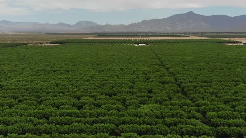 PECAN ORCHARD DRONE SERVICES FOR HEDGING & SHREDDING OPERATIONS