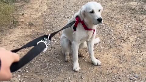 Golden Doesn't Want to go on Walk Without Other Golden Friend