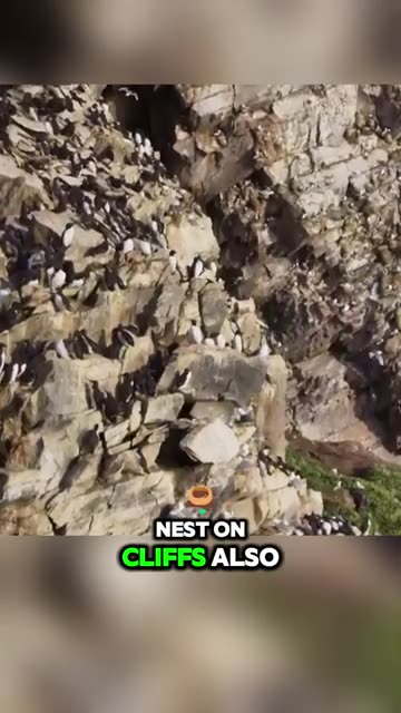 Why Are They Throwing These Birds? 🐧💨😱 #animals #wildlife #shortvideo