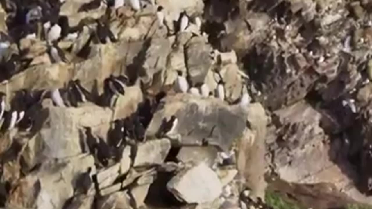 Why Are They Throwing These Birds? 🐧💨😱 #animals #wildlife #shortvideo