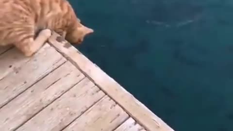 This cat catches fish very well