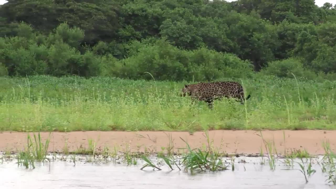 Amazing Scene of Wild Animals In 4K