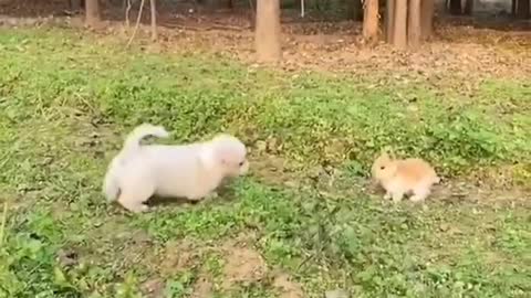 puppies videos