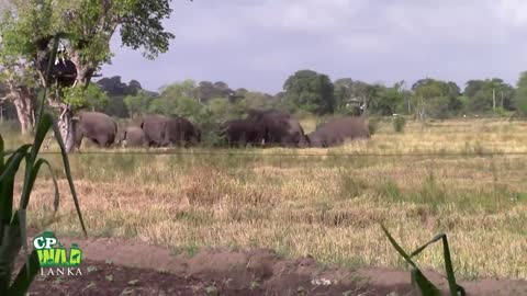 A herd of wild elephants enters a village , destroys all crops and returns to the jungle .