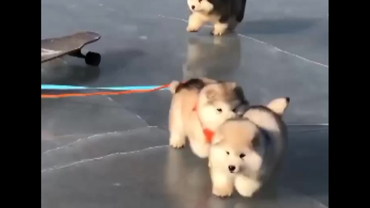 Lovely dogs baby 🐥 I love animals I am care any animals