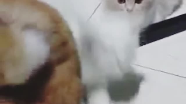 cute country cat