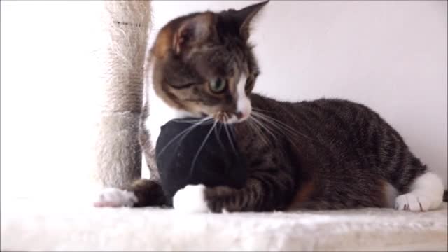 Cat Belly Dance and Moves In Slow Motion