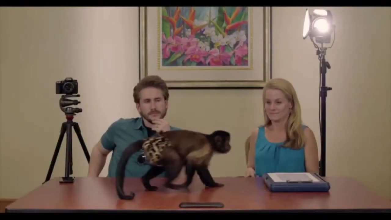 Funny Smart monkey with woman