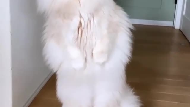 Cute cat video for mast entertainment video