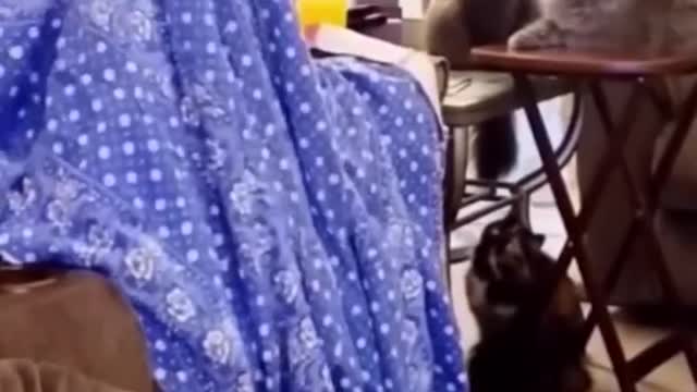 Funniest Cats and Dogs πΆπ± | Funny Animal Videos