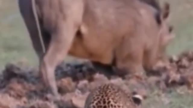 Wild natural life in the savannah steppes.