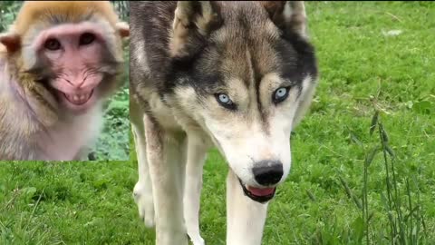 Dog 🐕 gass passing