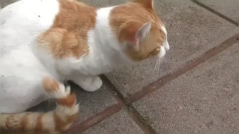 Cat gets high on catnip