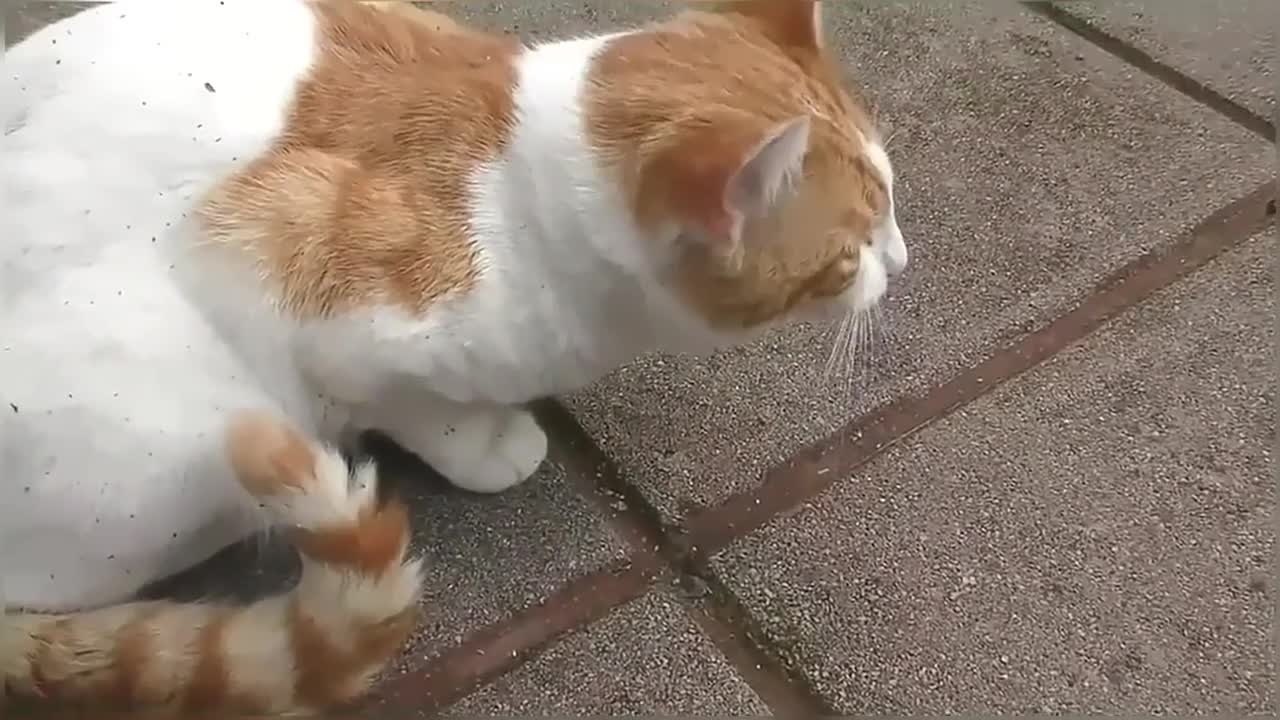 Cat gets high on catnip