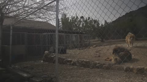ALL ABOUT TIBETAN MASTIFF- LOYAL GUARD DOG AND SO MUCH MORE