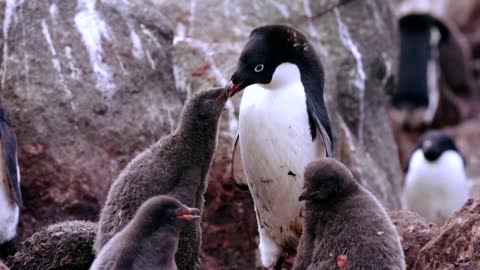 How krill fishery threatens Antarctic wildlife