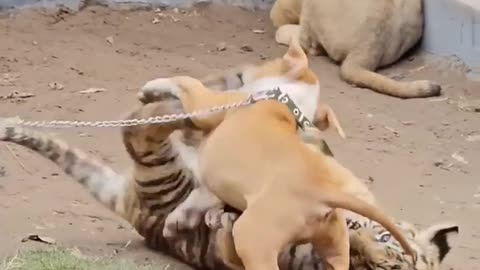 Dog_Playing_With_Tiger___Nouman_Hassan__