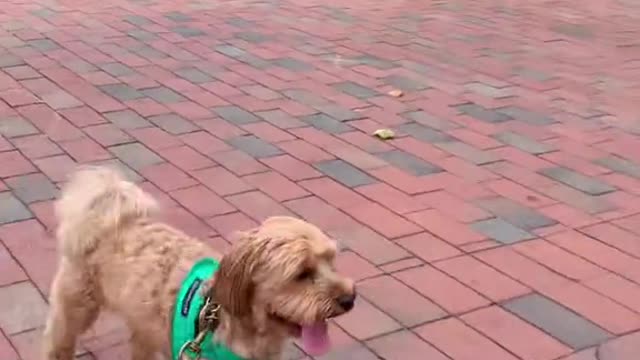 Makin’ my way downtown with Ollie