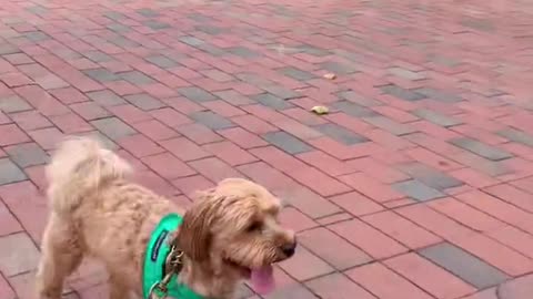 Makin’ my way downtown with Ollie