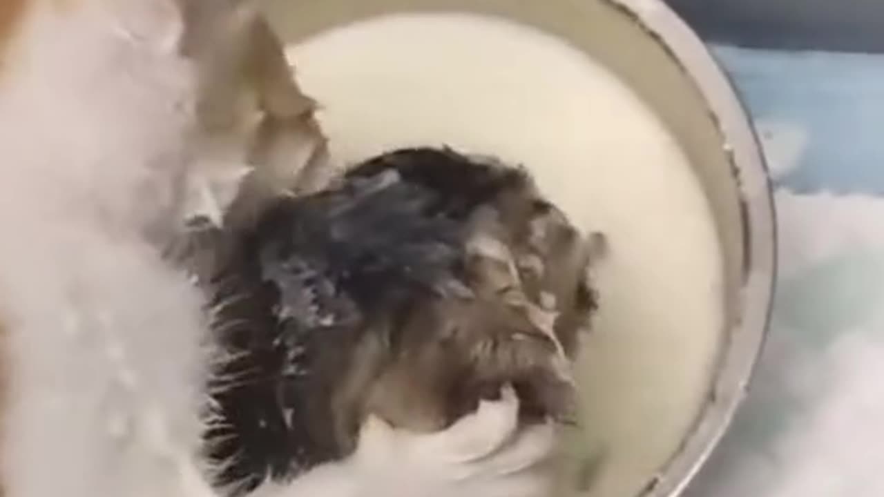 Cute baby Cat drink milk and fighting with other cat 😺