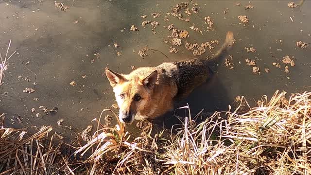 (WATCH) POOR DOG GOT STUCK