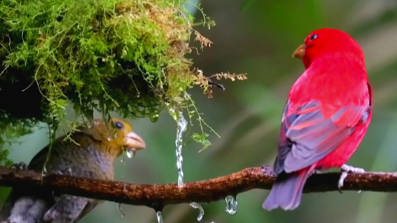 Birds are often considered beautiful due to their striking colors