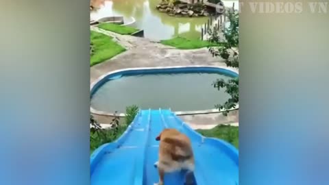 Funniest Animals 2023 😂 Funny Cats and Dogs 🐱🐶 | Funny Animal Videos 2023