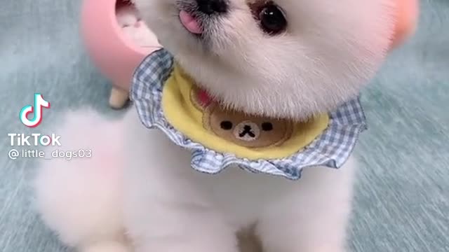 Dog training