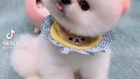 Dog training