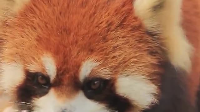 What's in the Red Panda Spring Zoo