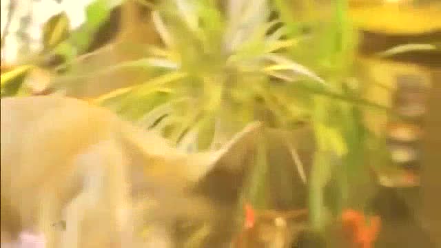 Funniest Animals | Super Dog Video 2023